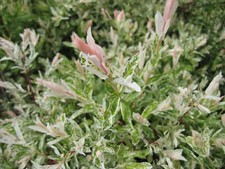 SALIX FLAMINGO WILLOW TREE HARDY GARDEN PLANT 9CM POT PINK WHITE GREEN FOLIAGE