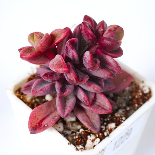 Echeveria rezry variegata - echeveria, 3cm