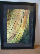 Original Oil Abstract Painting Tree Detail Framed & Glazed R Fox
