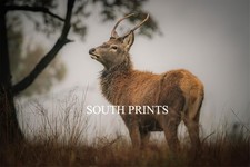 Deer Stag At Bushy Park London