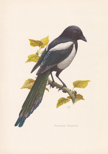 1960 magpie bird print - bird,
