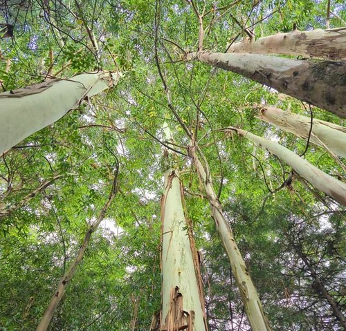 Eucalyptus globulus 25 seeds - globulus,