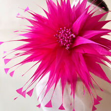  Coloured Feathers Fascinating