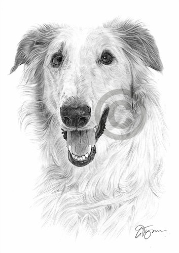 Dog borzoi pencil - dog,