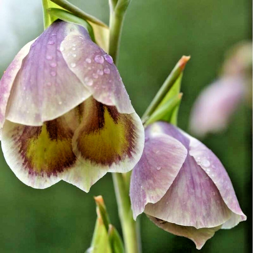 Gladiolus papilio herbaceous - gladiolus,