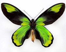 Ornithoptera victoriae regis