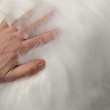 Bright White Luxury Premium