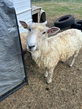 Cotswold fleece, raw wool