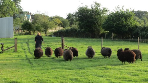 Hebridean sheep whole fleece - hebridean,