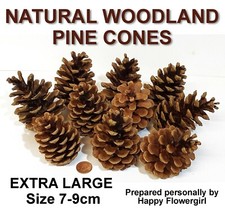 Extra Large Pine Fir Cones