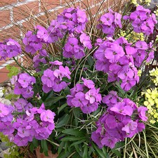 Bushy Garden Perennial