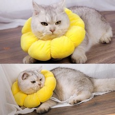 Soft cute sun flower cat - cute,