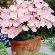 100 Pink Evening Primrose Seeds UK Oenothera Speciosa Bi Colour Wildflower Plant