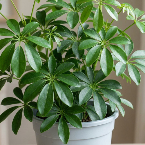 Schefflera arboricola green - arboricola,