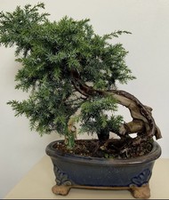 Bonsai Tree🌲Juniper Tree