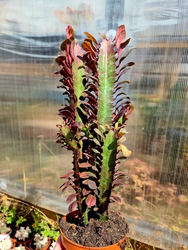 Euphorbia trigona rubra 35cm - euphorbia, |