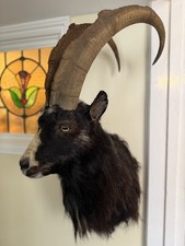 Taxidermy Feral Goat Shoulder
