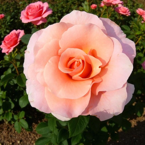 Rose bush myveta litre - bush, 3