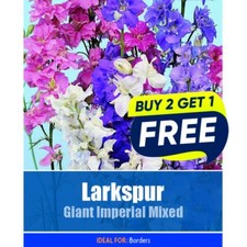 Flower seeds larkspur giant - seeds,