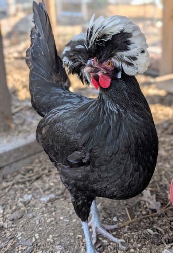 Polish chicken fertile - polish,