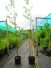 8ft-9ft inc. pot 10litre size Large Silver Birch Betula pendula