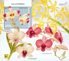 ORCHIDS / Orchid Wild