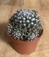 Mammillaria Voburnensis | Rare