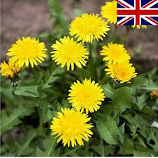 50 Dandelion Seeds, Herb, Tortoise Food, Garden Seeds, Flower Baskets,Uk Seller