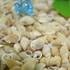 50pcs Natural Mini Seashell