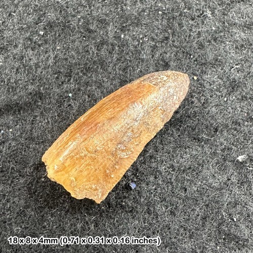 Genuine raptor dinosaur tooth