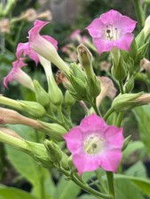 Amber Leaf component (