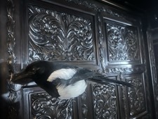 Magpie taxidermy unmounted - taxidermy,