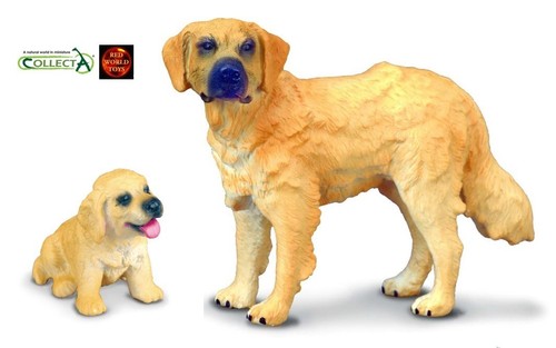 Golden labrador retriever - golden,
