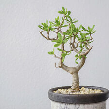 10CM Succulent Cactus Plant