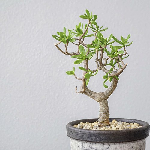 10cm succulent cactus - succulent, plant