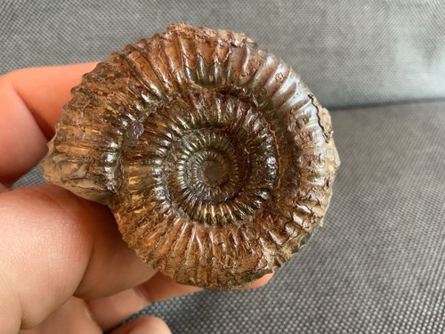 Dactylioceras jurassic - sp.,