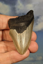 Megalodon Shark Fossil Tooth