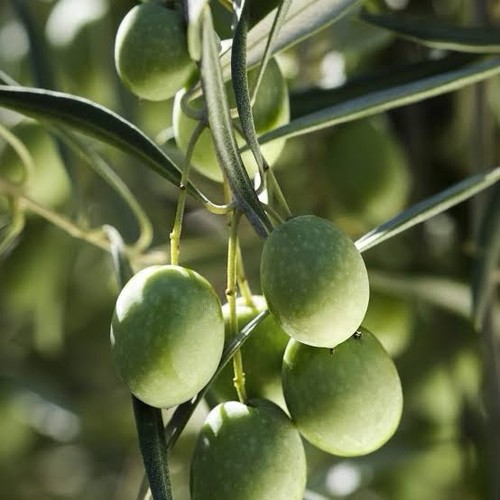 Queen nocellara olive tree - nocellara,