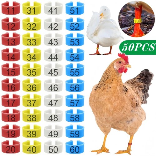 50pc chicken leg ring - leg,
