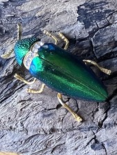 Real Scrab Beetle Gold Plated