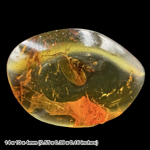 Baltic amber fossil wasp - baltic,