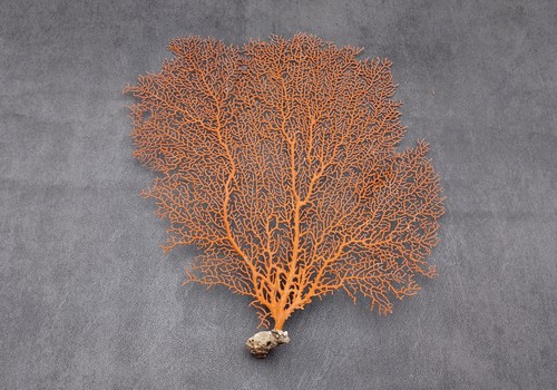 Red orange sea - sea, coral