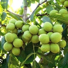 Premium Walnut Tree Saplings