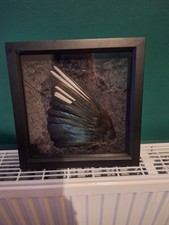 Framed Magpie Wing (Pica Pica) Not Endangered