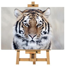 Tiger  Close up Stunning