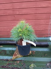 Pinus schwerinii  Turtle -