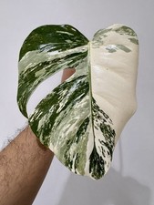 Variegated Monstera Albo