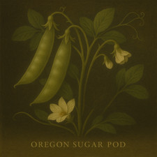 Pea Oregon Sugar Pod Seeds – Sweet Mangetout – Easy to Grow – Heavy Cropping