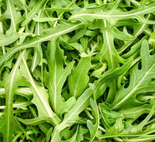 Rocket salad cultivated - salad,
