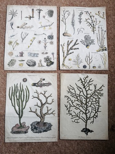 Antique hand coloured - 4,